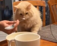 Kocour poprvé ochutnal zmrzlinu: mnoho herců teď může závidět schopnosti kočky