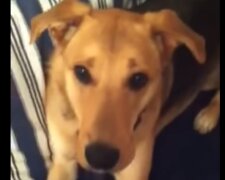 Žena zachránila psa před eutanázií a ten se pro koťata stal "matkou"