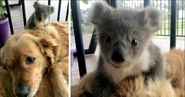 Zlatý retrívr se vrátil z procházky... s roztomilým koalou na hřbetě. Zachránil mu život. "Nic kouzelnějšího jsme už dlouho neviděli"