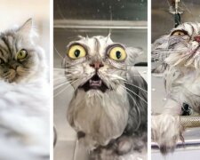 Domácí mazlíčci, kteří udělali velkou chybu: nechali se umýt