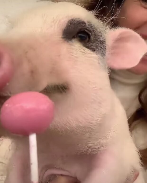 Zvíře. Foto: snímek obrazovky YouTube