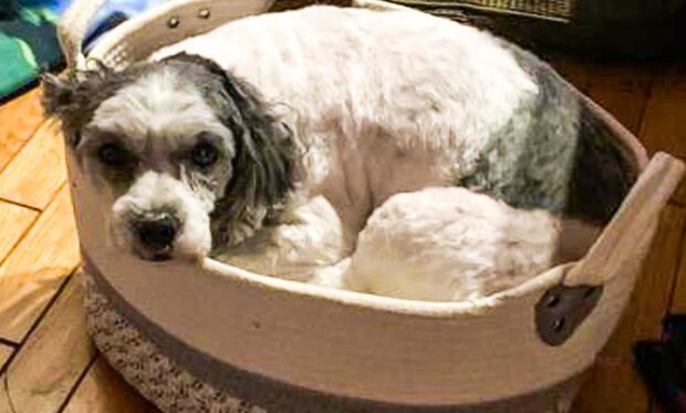 Fotografie: duck.show