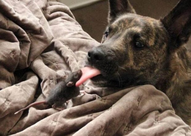 Fotografie: voobsheogon.ru