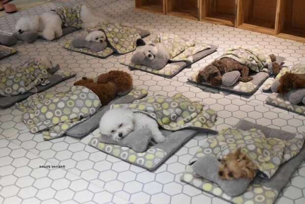 Nejkrásnější fotografie z odpočinku: štěňata sladce spí v tiché hodině v „mateřské škole pro psy“