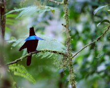 Úžasný a vzácný pták, jehož peří absorbuje 99,95% světla