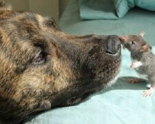 Záchranářský ovčák trpěl špatnou náladou, dokud se v jeho životě neobjevil neobvyklý přítel