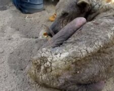 Když viděl své zachránce, pes se rozbrečel: na zvíře bylo škoda se dívat