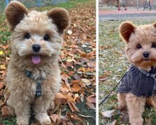 Nejpůvabnější štěně letos na podzim