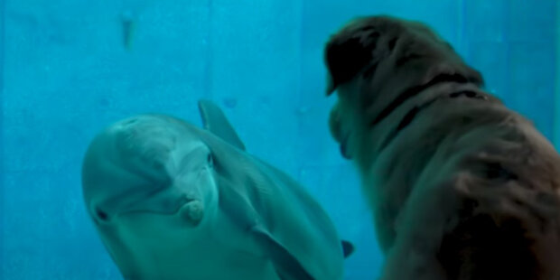 Poznali se na internetu: delfín a retriever jsou přátelé v životě