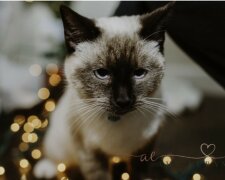 "Doufám, že si najdeš hodného páníčka." Kočka měla na obojku přípevněný vzkaz, který dojal k slzám pracovníky útulku.