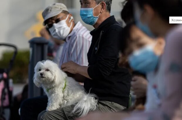 Pes. Foto: snímek obrazovky goodhouse.ru