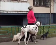 "Považuji se za psa: už jsem si osvojil všechny návyky čtyřnohých přátel a cítím se při tom velmi pohodlně"