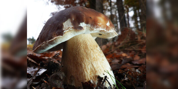 Blíží se zima, ale houbařská sezona pokračuje: jaké houby je možné najít v lese v listopadu