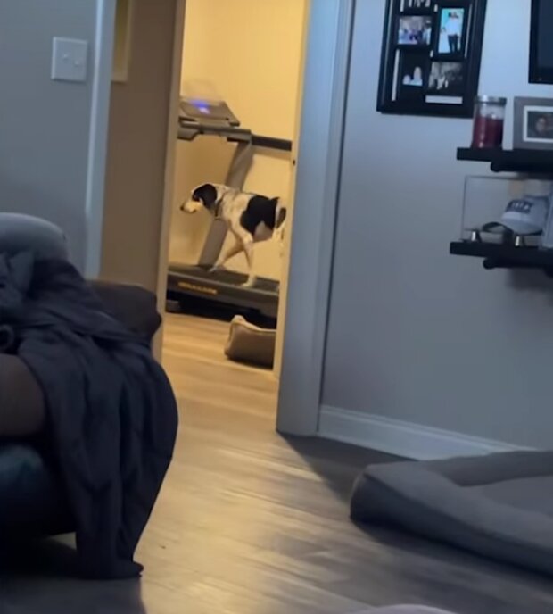 Pes. Foto: snímek obrazovky YouTube