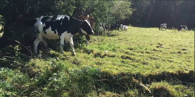 Kráva začala ztrácet mléko a farmář se rozhodl sledovat ji v lese: S kým v lese sdílela mléko kravička