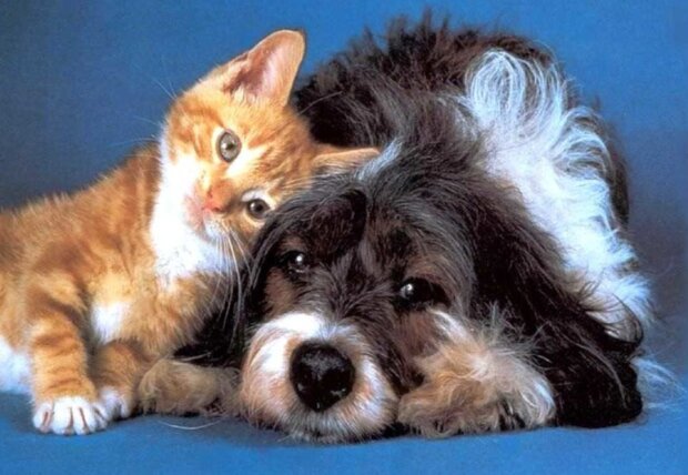 Pes a kočka. Foto: snímek obrazovky ekabu.ru