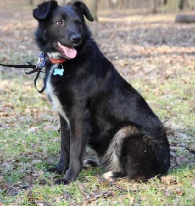 Pes. Foto: snímek obrazovky zen.yandex.ru