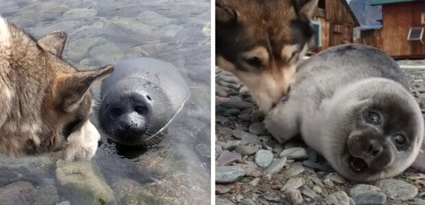 Pes pomohl zachránit mládě tuleně, spletl ho se štěnětem: takto začalo přátelství