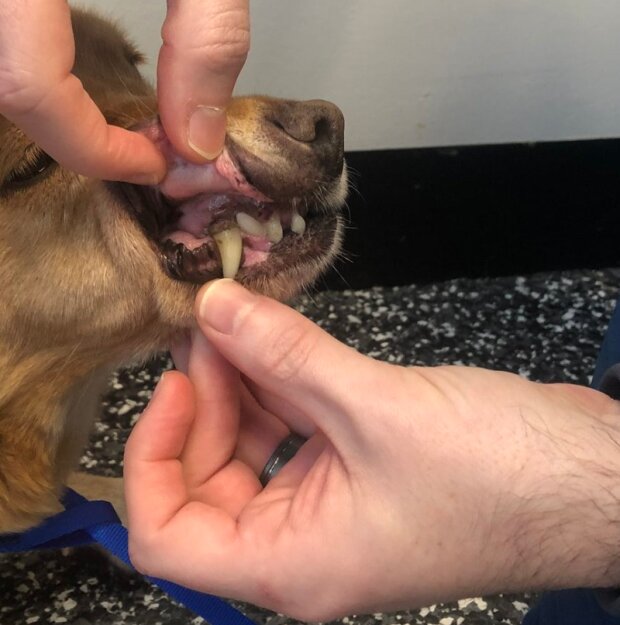 Pes. Foto: snímek obrazovky laykni.com