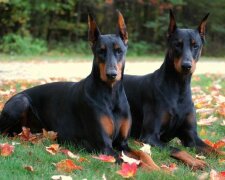 Kynologové označili za nejlepší psů-ochránce  na světě