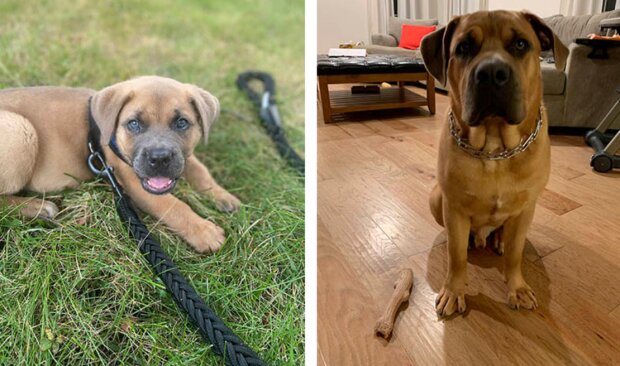 Pes. Foto: snímek obrazovky RunManyMyles / twitter