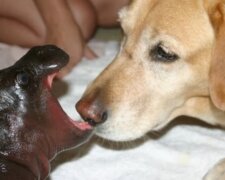 Důkazy toho, že nic lidského není zvířatům cizí