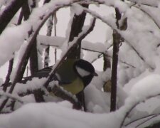 Zima pokračuje: meteorologové varují před sněžením. Kde bude nejchladněji
