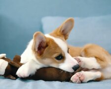 Corgi královny Alžběty II, Foto: snímek obrazovky YouTube