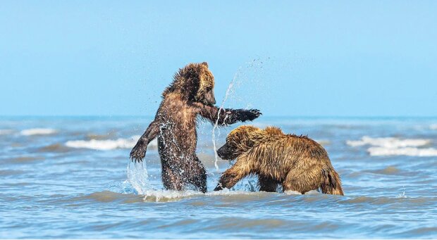 Medvědí matka přivedla mláďata na pláž, aby se pobavila