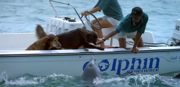 Delfín vyskočil z vody, aby políbil psa: lidé tento dojemný okamžik nenechali bez povšimnutí