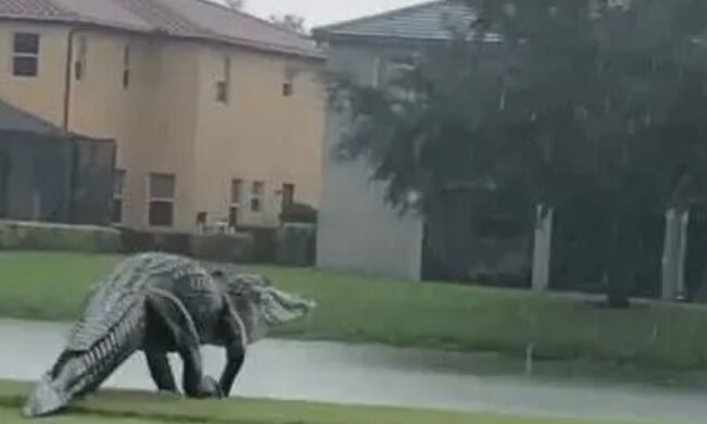 Na Floridě se velký aligátor procházel golfovým hřištěm: kam šel plaz