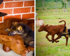 Farmáři zachránili osiřelé tele a dali ho feně ovčáka na výchovu. Nyní se považuje za psa