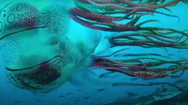 Neobvyklá medúza. Foto: snímek obrazovky YouTube