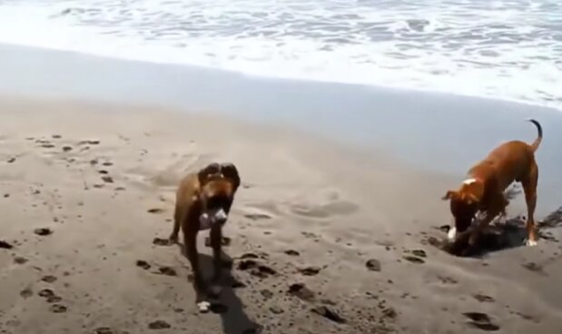 Pes. Foto: snímek obrazovky YouTube