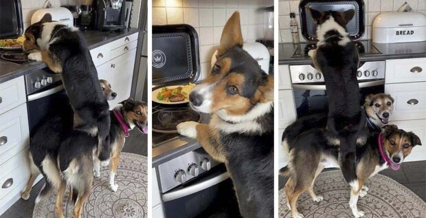 Psi Hugo, Harley a Henry se spojili, aby ukradli jídlo ze sporáku