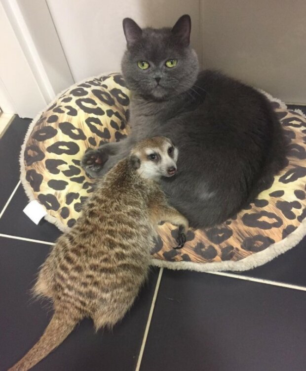 Fotografie:duck.show