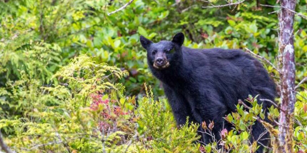 Medvěd zachránil tříletého chlapce, který se ztratil v lese
