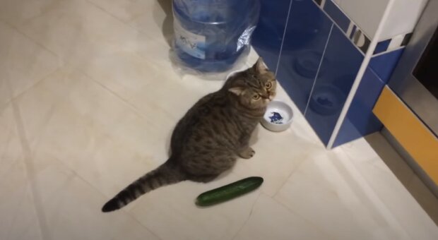 Kočky vs okurky: Proč se zvířata tak bojí obyčejné zeleniny