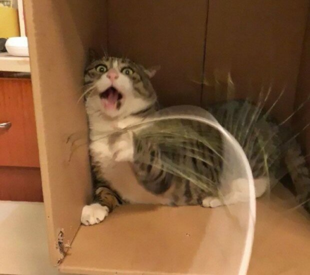 Fotografie: duck.show