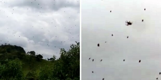 V Brazílii se natáčelo, jak z nebe padaly tisíce pavouků. Lidé se v hrůze schovávali, kam mohli