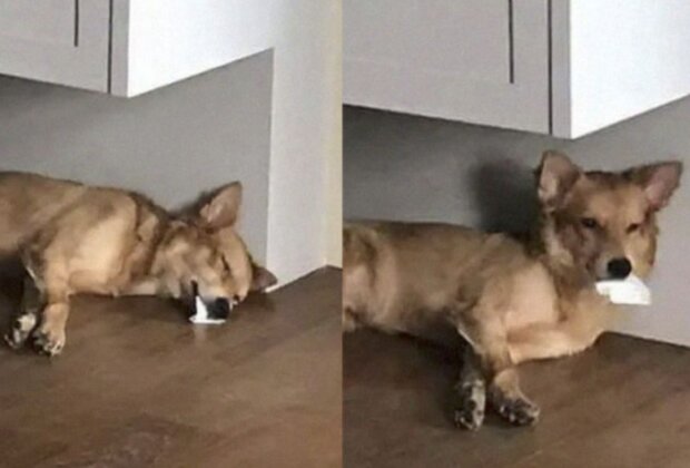 Domácí mazlíčci. Foto: snímek obrazovky laykni.com