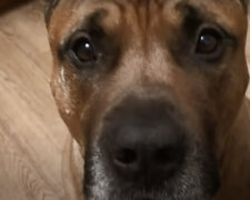 Psice z útulku nikdy neměla svůj dvůr a pak jí majitelé postavili dům a trávník