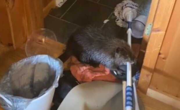 Bobr. Foto: snímek obrazovky beaverbabyfurrylove