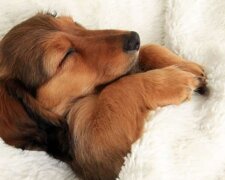 Psi, kteří se rozhodli, že vaše postel patří jím