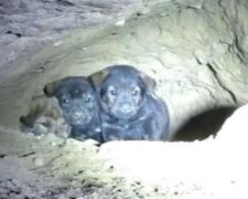 Snažil se z jeskyně zachránit osm štěňátek. Ale když se podíval hlouběji, spadla mu čelist. Mohlo dojít k neštěstí