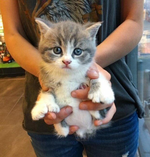 Zdroj fotografie: lovemeow.com