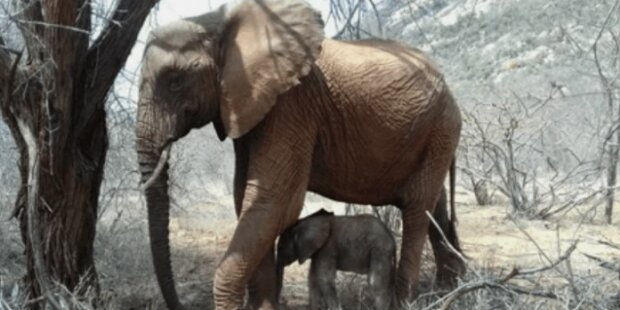 Malá slonice, která byla v dětství zachráněna lidmi, se stala matkou a přivedla ke svým zachráncům novorozené slůně