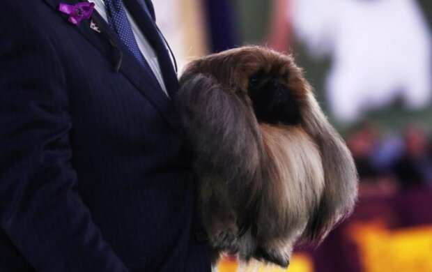 Pes. Foto: snímek obrazovky dailymail.co.uk