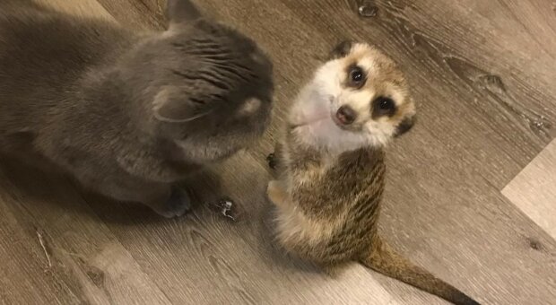 Fotografie:duck.show