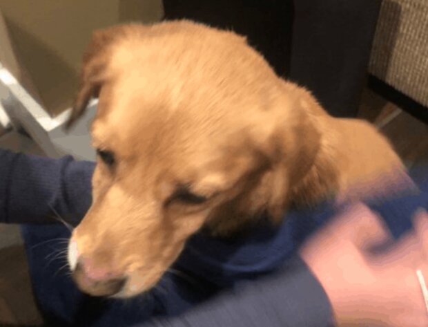 Pes. Foto: snímek obrazovky laykni.com